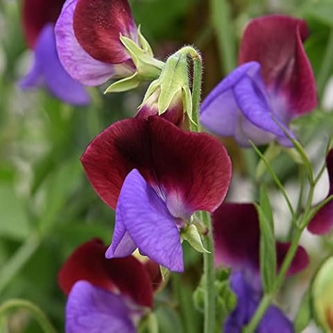 Thompson and Morgan Matucana Sweet Pea Seeds Cover