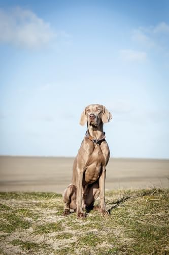 TRIXIE Zug-Stopp Hundehalsband BE NORDIC L dunkelgrau / braun – bequemes Hundehalsband für große & sehr große Hunde mit Zugbegrenzung - robust & elegant – 17281