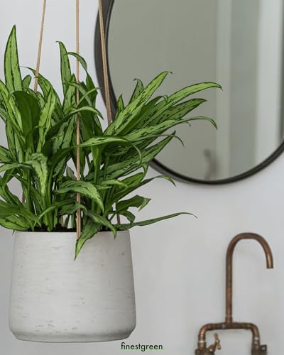 Finestgreen Hängendes Pflanzgefäß Patt Grau S | Hängender Blumentopf zum bepflanzen | Urban Gardening Pflanzenampel | Pottery Pots – Ansicht 4