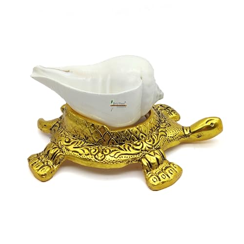 BRIJ HAAT Natural Conch Shell with Golden Turtle Stand for Pooja, Home Decor