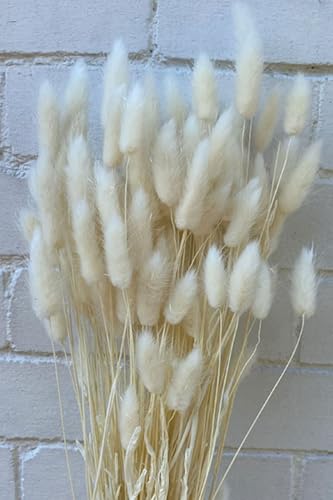 Ramo de Flores de Algodón Seco y Cola de Conejo 30 Tallos miniatura 4