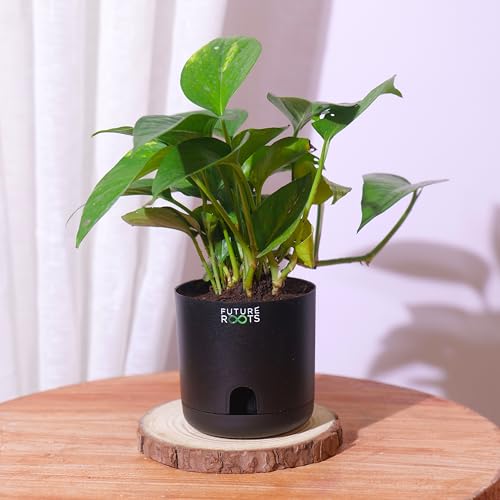 Image of Future Roots Good Luck Golden Money Plant with Self Watering Pot - Air Purifying Indoor Live Feng Shui Plant for Home, Living Room, Kitchen, Office Desk, Bedroom Decor (Black)