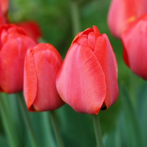Plant in a Box - Tulipes Roses et Rouges - Mélange de 40 - Bulbes à Fleurs pour Jardin, Terrasse ou Balcon – vue 3
