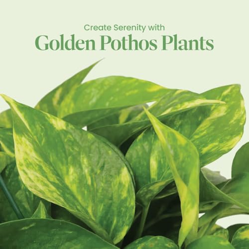 Image of American Plant Exchange Golden Pothos - Live 8-Inch Hanging Basket, Devil's Ivy, Easy-Care Air Purifying Houseplant, Fast-Growing Trailing Vine for Hanging Planters, Indoor Home or Office Decor