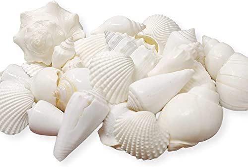 Tumbler Home Mix of White Seashells - Set Includes 2