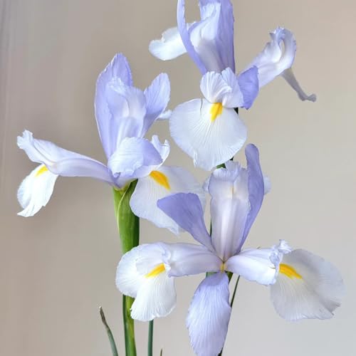 I bulbi di iris sono resistenti all'inverno, estivi, appartamento purificatrici dell'aria, 2pcs