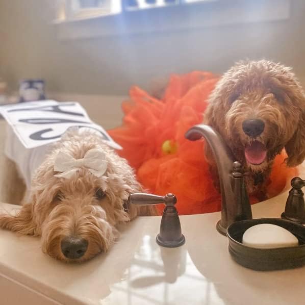 Disfraz de Jabón para Perro Midlee Talla Mediana miniatura 5