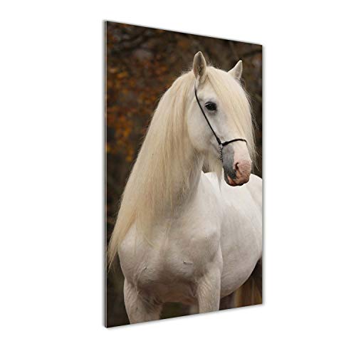 Image sur verre panoramique 50x100 cm tableau cheval blanc