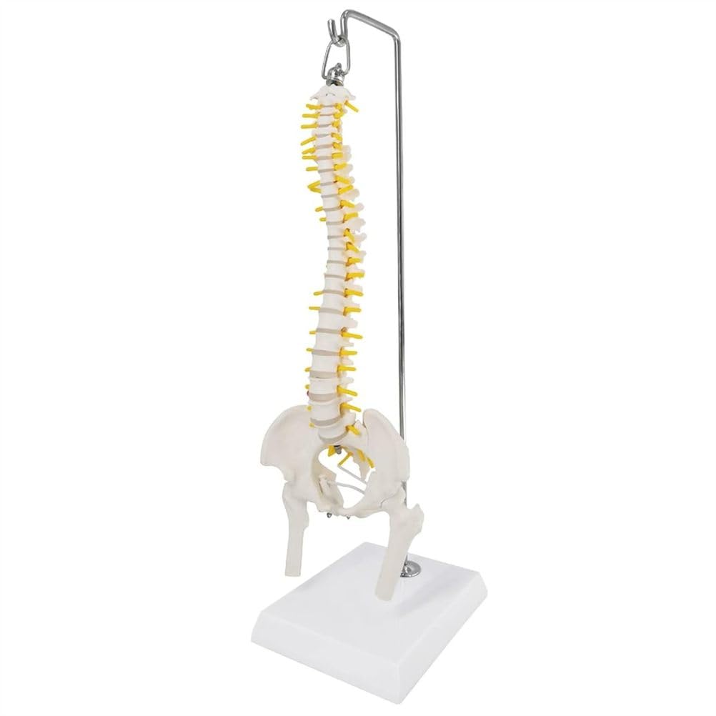 Modello Completo della Colonna vertebrale Umana da 45 cm, Colonna vertebrale con Bacino, Sacro, Teste del femore e Rami nervosi, Strumento educativo per l'insegnamento dell'anatomia con Supporto