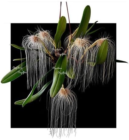 Orquidea Bulbophilum Medusae Planta Adulta Rara