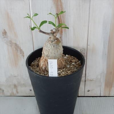 Amazon Co Jp Caフォッケア エデュリス 火星人 現品販売 0630 50 4号鉢 土から約11cm 多肉植物 Diy 工具 ガーデン