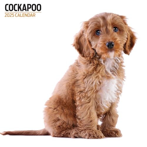 Cockapoo 2025 Modern Calendar, Various