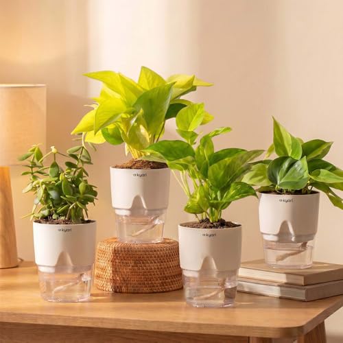 Image of Kyari Combo of 4 Indoor Plants - Jade, Green Money, Golden Money & Philodendron Oxycardium with Poetic White Self Watering Pot - Live Plants for Home Decor & Living Room - Air Purifying Plant Set