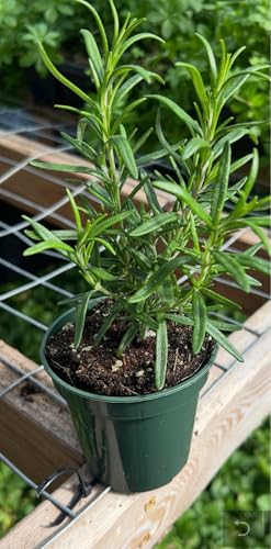 Live Rosemary Herb Plant Edible Perennial Certified Organic for Indoor and Outdoor Kitchen Garden (1)