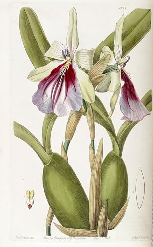Miltonia Spectabilis affiche graffiti art mural pour mur blanc vide 60x90