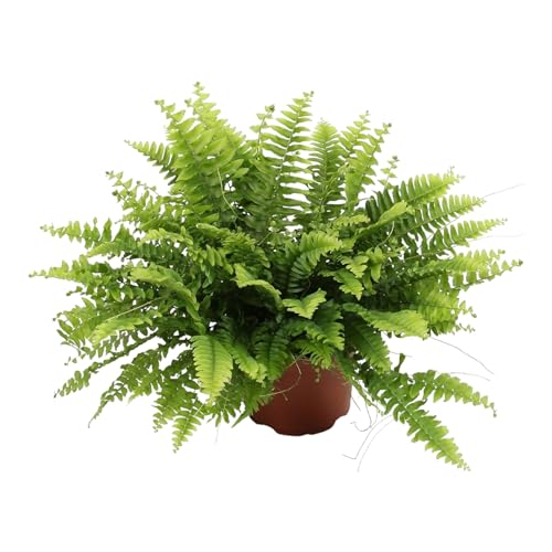 Trendyplants - Nephrolepis Boston Green Moment - Fougère frisée - Plante d'intérieur - Hauteur 15-35 cm - Taille du pot Ø12cm