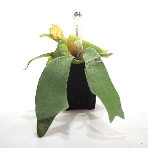 hs`mrd RE(rJNV_) iFh[t^c^ X|A 2.5 1yiőIׂϗtAz^C̃rJNV_ƂłYot񂪈琬AAJ̃rJNV_͔|Carlos Tatsuta̍oƂEBL[̈Bh