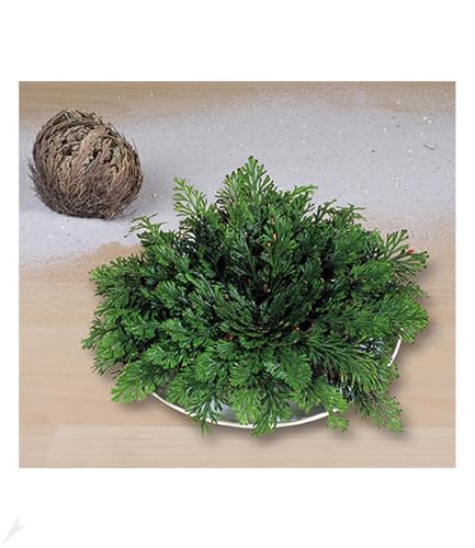 BALDUR Garten Rose von Jericho, 1 Stück Luftreinigende Zimmerpflanzen Wüstenrose, Wüstenwunder, Grünpflanze, mehrjährig - frostfrei halten, pflegeleicht, Wasserbedarf gering, Selaginella lepidophylla