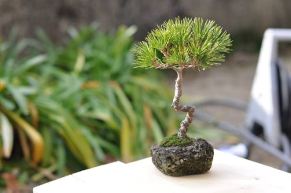 石付き蝦夷松 盆栽 エゾマツ（蝦夷松）石抱き蝦夷松 最高級盆栽