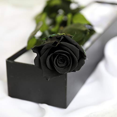 Petals and Roses - Rosa nera singola, con scatola