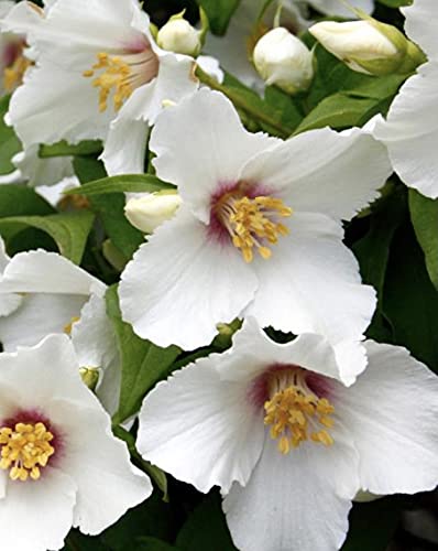 Dwarf Philadelphus Belle Etoile