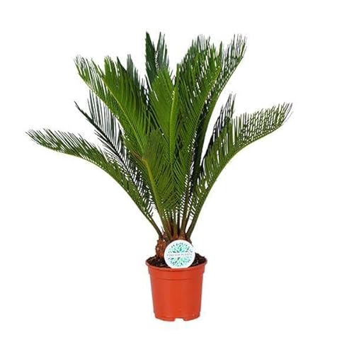 Cycas Revoluta – Ø 17 cm – 70 cm