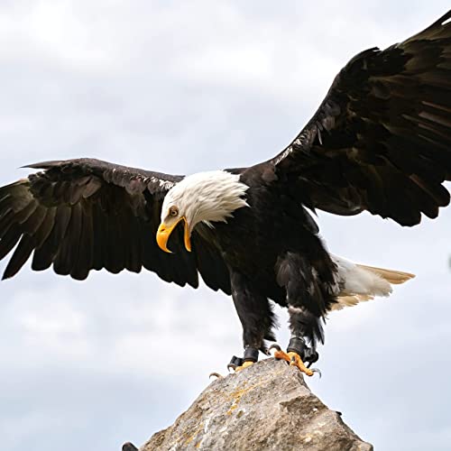 Everything You Didn’t Know About Eagles Titelbild