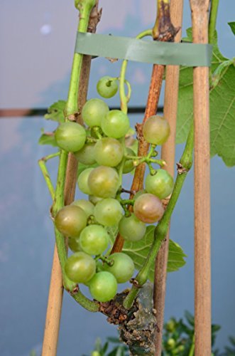 Vine Bianca 80 Cm High In The 3 Liter Plant Container