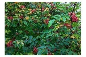 100% Natural Zanthoxylum Simulans Plant Seeds