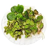 WASSERPFLANZEN WOLFF - Schwimmpflanzen Set | Schwimmender Froschbiss + Büschelfarn + Wolfsmilch | Algenkiller für Kaltwasser und Warmwasser Aquarium