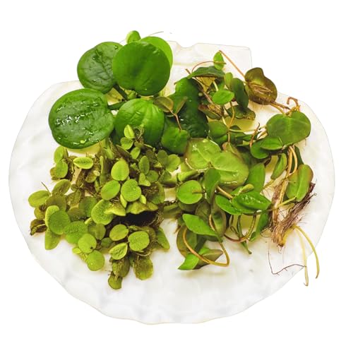 WASSERPFLANZEN WOLFF - Schwimmpflanzen Set | Schwimmender Froschbiss + Büschelfarn + Wolfsmilch | Algenkiller für Kaltwasser und Warmwasser Aquarium