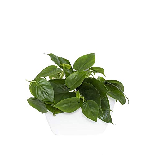 Citysens - Maceta de Pared con Autorriego, Color Blanco