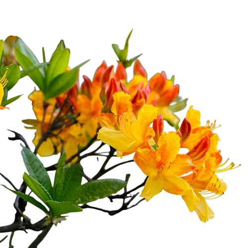 Solar Flare Sunbow Native Azalea – Bright Yellow-Orange Spring Blooms on a Deciduous Shrub for Woodland Gardens & Landscape Accents (3 Gallon/Potted/Single Plant)