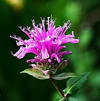 CUSHY 200 Pcs/Bag Turf s Seeds Golf Speci Grade Evergreen Lawn Seeds Soccer Fields a High Grades Seeds Garden seed