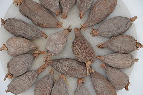 Aselife Energy™ Giant Organic Alligator Pepper Pods 5 Count #TOP5