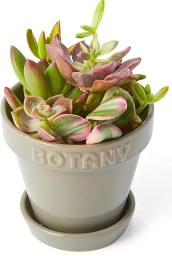 bloomee(u[~[) A ؕc ϗtA { ~j p  (^Abv C )  CeA 傫 (Mtg v[g j) S҂łĂ₷