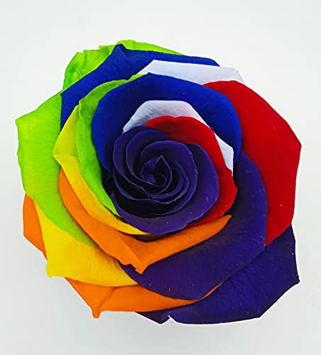 Genérico Rosa Arcoíris Multicolor. Rosa Multicolor. Rosas Arcoiris. Rosa Arcoiris Multicolor. Regalo Original.