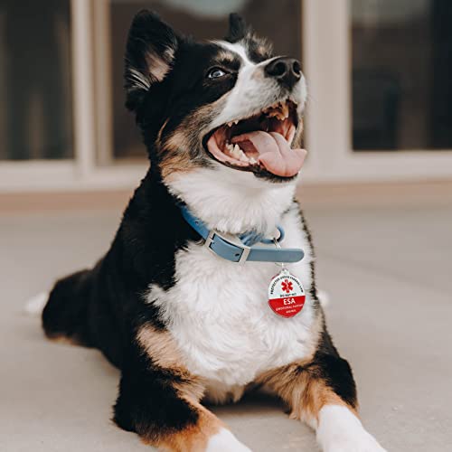 MYLUCKYTAG Emotional Support Animal (ESA) Tag, NFC & QR Code Smart Pet ID Tag, Online Pet Profile, Pet Location Alert Email, Digital Pet Tag, Quiet Pet Tag, Durable Pet ID, Collar Tag MYLUCKYTAG Emotional Support Animal (ESA) Tag, NFC & QR Code Smart Pet ID Tag, Online Pet Profile, Pet Location Alert Email, Digital Pet Tag, Quiet Pet Tag, Durable Pet ID, Collar Tag