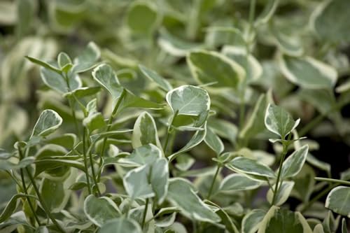 Vinca minor 'Ralph Shugert' 9x9 cm Topf – Winterhart, Mehrjährig, Pflegeleicht – Kleines Immergrün – Bodendecker für Garten & Beet