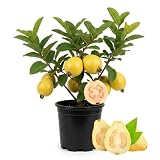 Yellow Cream Guava Tree Plant in 4" Pot