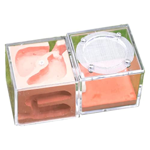 HRTC Kreatives Mini-Ameisenschloss Acryl-Ameisennest Gips Ameisennest Farm Acrylnest Palast Einfach zu installierende Ameisenfarm