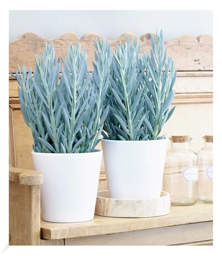 BALDUR Garten 1x Senecio Aquarine® Mount Everest, Pflanze im 15 cm-Topf, exotische Zimmerpflanze, Grünpflanze, mehrjährig - frostfrei halten, Wasserbedarf gering, Curio ficoides Mount Everest