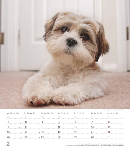 Alpha Edition - Niedliche Hundekinder Kalender 2026 – Wandkalender 30×34 cm mit 12 Welpenmotiven & 4-sprachigem Kalendarium, Tierkalender mit ... Geschenk für Hundefreunde: Dinky Dogs