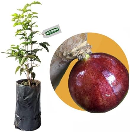 Muda de Jabuticaba Escarlate com Rápida Produção Vermelho