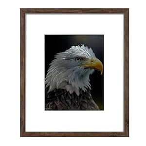 Wall Deco Bald Eagle – Metal Engraving Art and Craft Bald Eagle Wall Decoration 16×14 Inches Framed Handcrafted Metal Wall Art Home Decor US Military Veterans