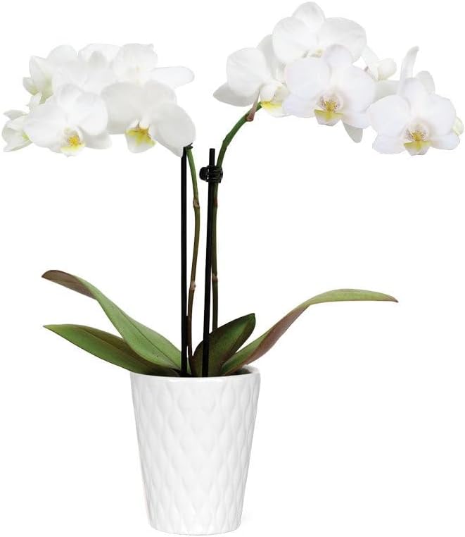 From You Flowers - Wistful White Mini Orchid for Mother's Day, Birthday, Anniversary, Get Well or Celebration