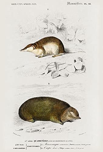 Shrew (Sorex) - Golden Mole (Chrysochloridae) - 1849 - Illustration Poster