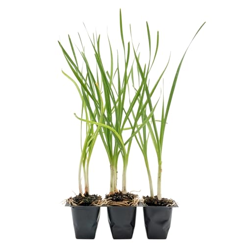 3 Society Garlic in 2.5” Nursery Cubes | Tulbaghia violacea | Ornamental Herb with Edible Flowers | Ready-to-Plant Live Perennial