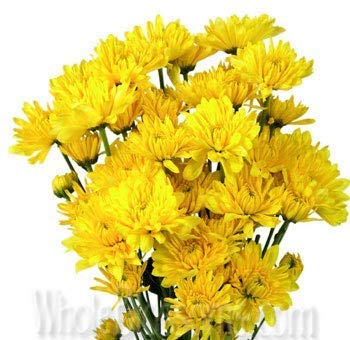 See full amazon price history chart for PlantaZee Live Guldavari/Chrysanthemum Yellow Flower Ornamental Plant with Pot PlantaZee Live Guldavari/Chrysanthemum Yellow Flower Ornamental Plant with Pot (B0B867P3M9) Amazon Price History, Amazon Price Tracker