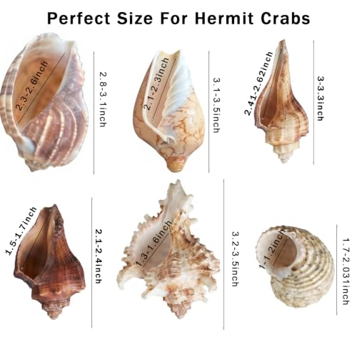 Image of 6PCS Hermit Crab Shells Large | Assorted Sea Conch 2 inch - 3.9 inch, Opening Size 1.5 inch - 2.5 inch | Natural Hermit Crab Growth Turbo Seashells Small Medium Large Hermit Crab Accessories Supplies